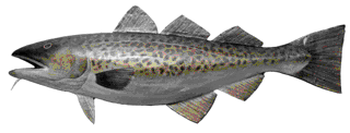 Picture of a papier maché Cod fish