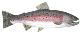 Picture of a Rainbow papier maché Trout fish